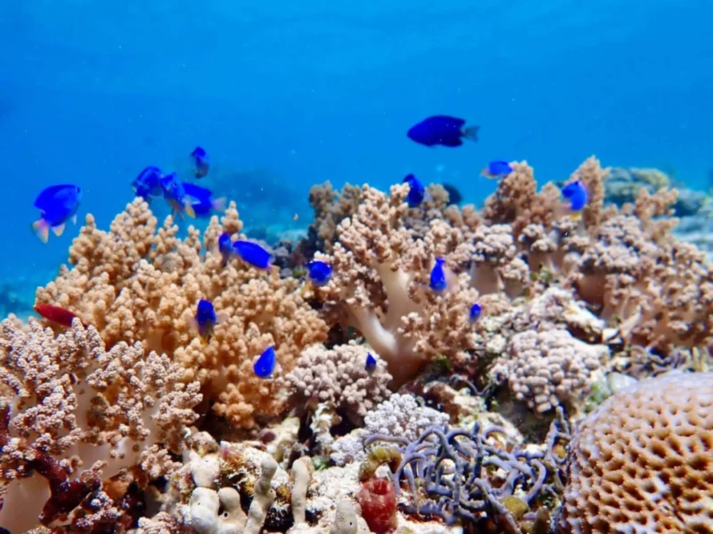 Secret Gili Islands Hidden Snorkeling | Private Day Trip | Southwest Lombok