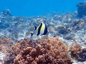 Day Trip to the Secret Gilis from Gili Mas Cruise Terminal