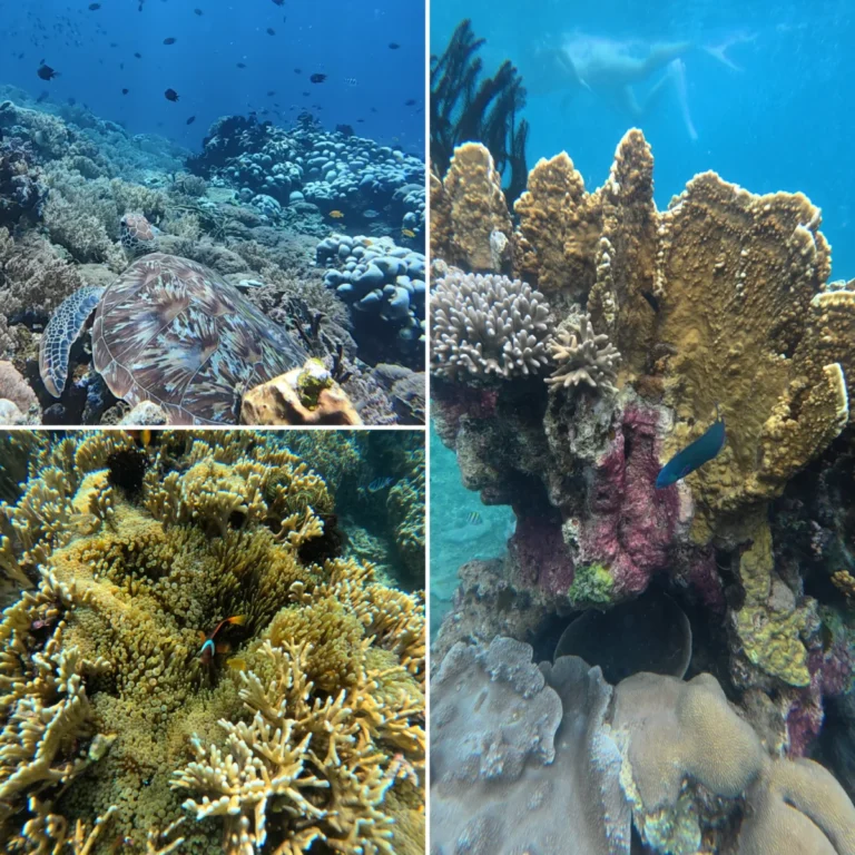 What Fish and Corals Can You See Snorkeling in Lombok’s Secret Gilis?