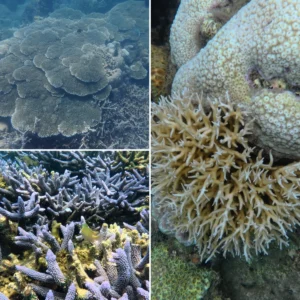 What Fish and Corals Can You See Snorkeling in Southwest Lombok’s Secret Gilis?